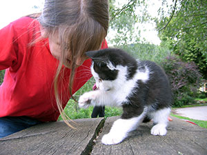 Katzenfamilie