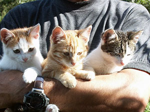 Katzenfamilie