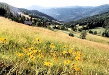Blumenwiese